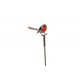 Pic 1 oiseau gris/rouge